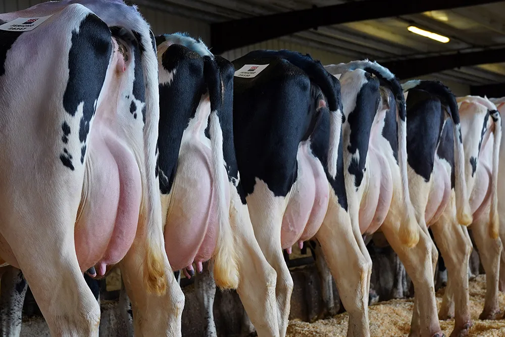 Avoid Inconsistent Milk Production in Cold Weather with Udder Care - ABS  Global US
