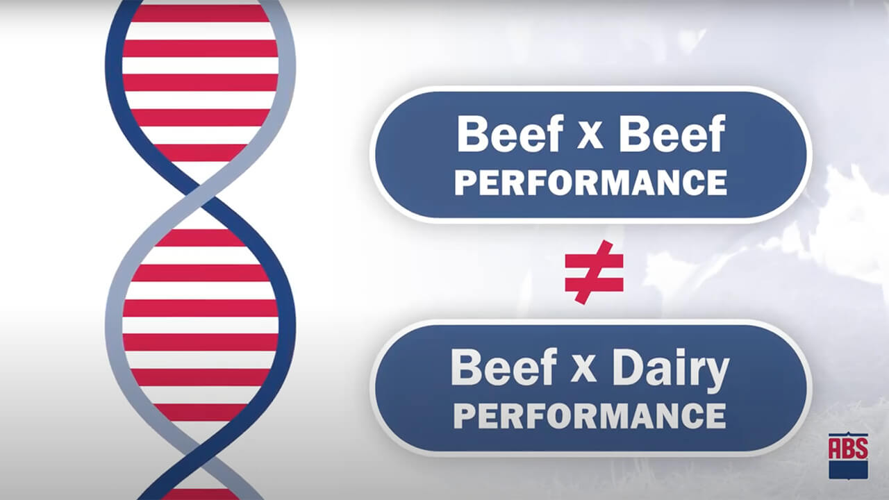 Beef Sires Exclusively for Dairy Cows ABS Global US