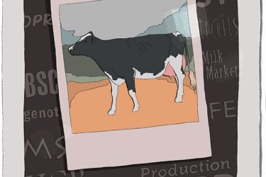Illustration of a cow photo with a dark background.