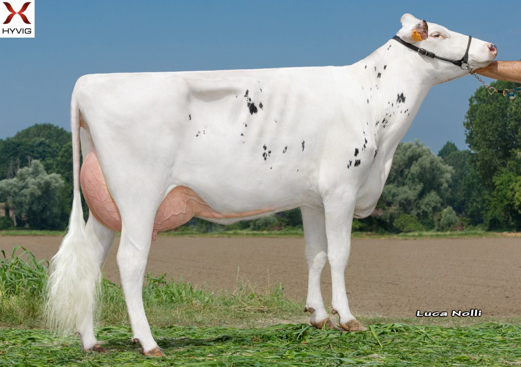 Norwegian Red x Holstein two-way crossbred F2 cow