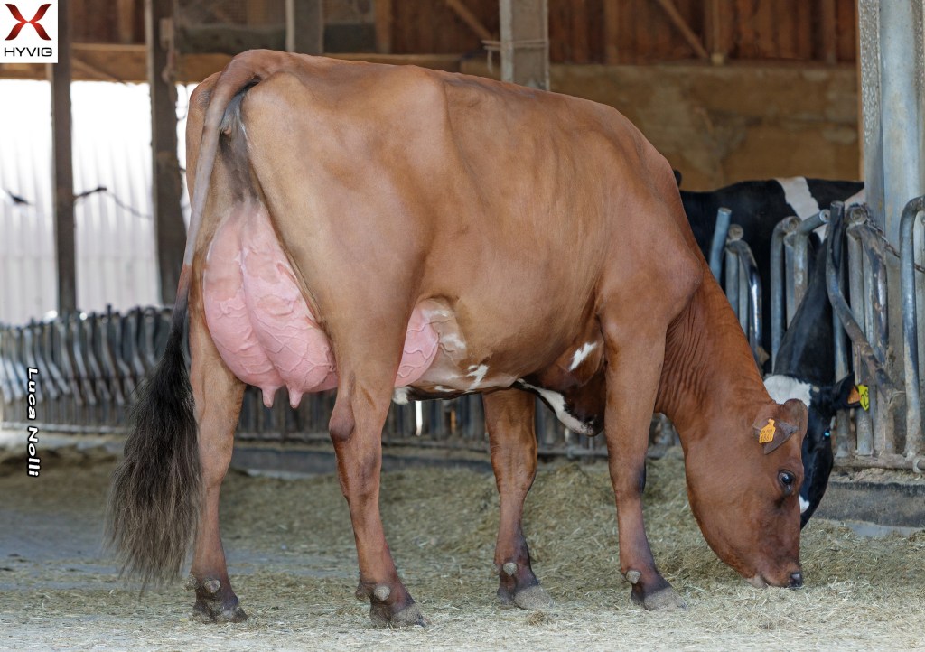 F1 Norwegian Red x Holstein two-way crossbred