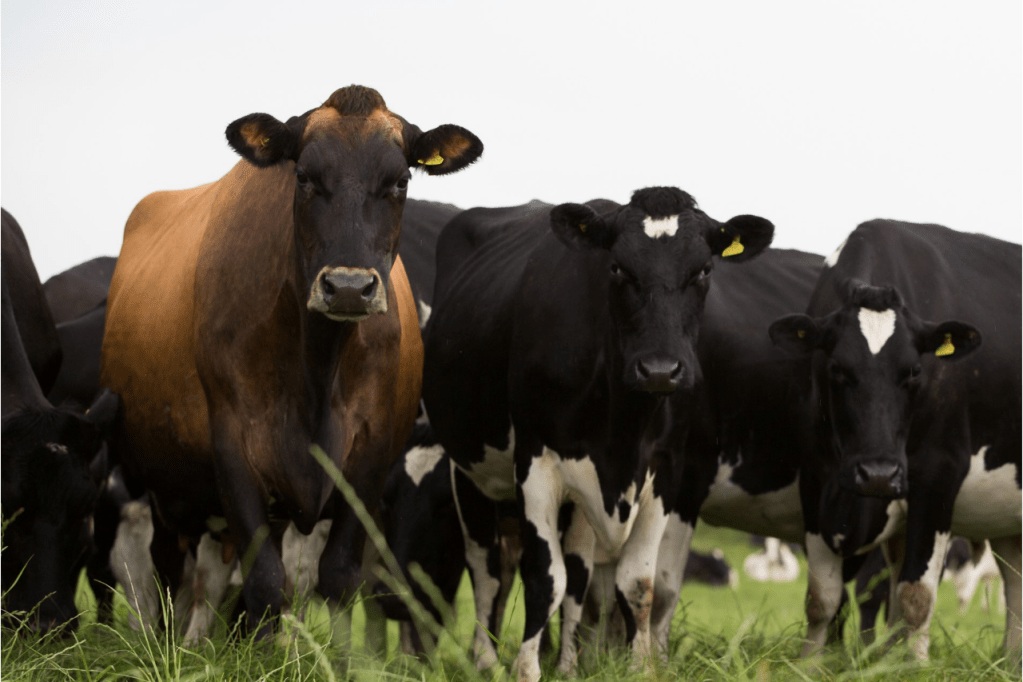 F1 Jersey x Holstein (HoJo) two-way HYVIG™ crossbred in field with Holsteins