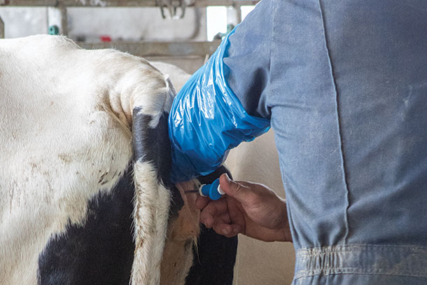 Close up of artificially inseminating a cow.