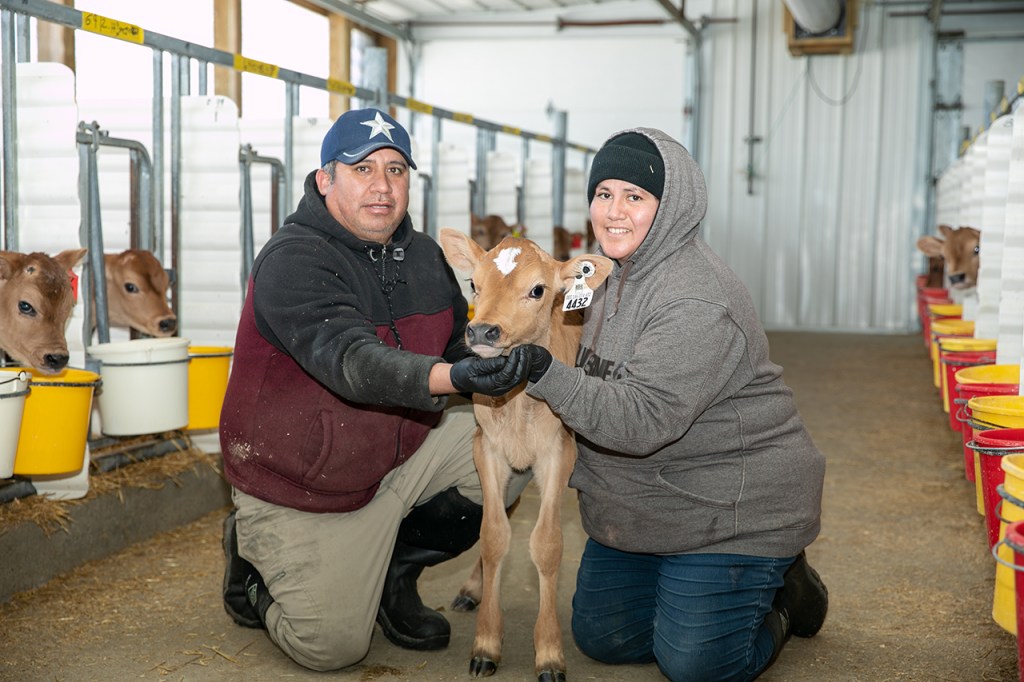 Two farm employees with Jersey calf in calf barn.