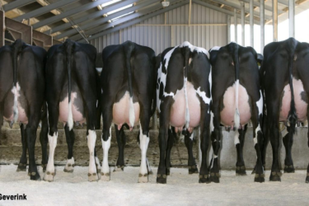 Group of Norwegian Red x Holstein crosses