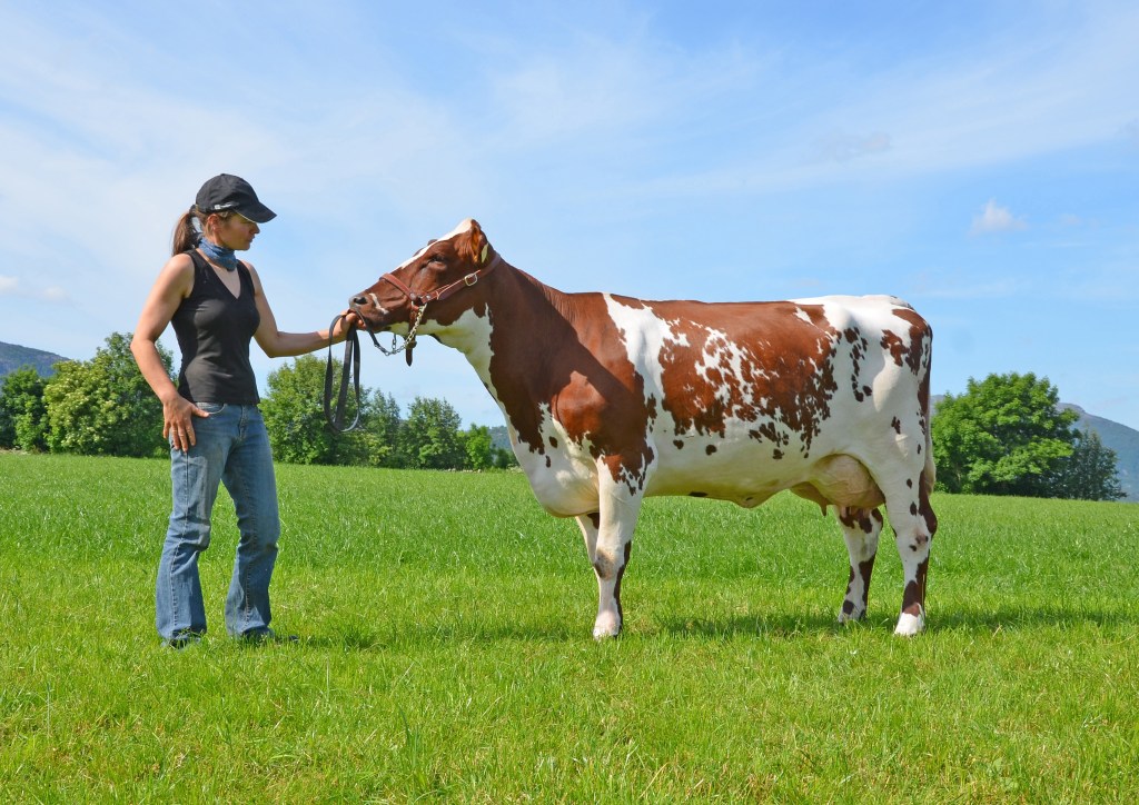 Purebred Norwegian Red cow.