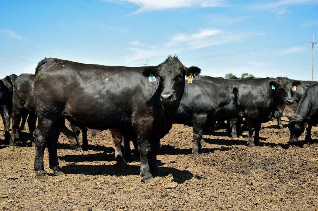 Group of Beef InFocus steers standing in a lot.