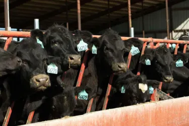 Group of young beef on dairy animals at feed bunk