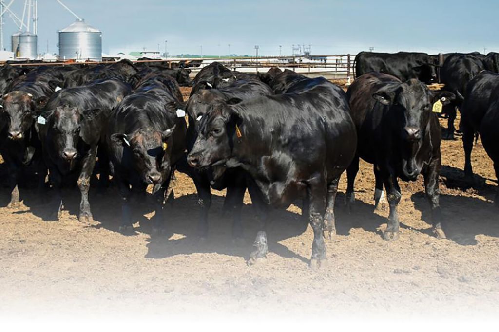 Group of beef on dairy crossbreds in a feedlot