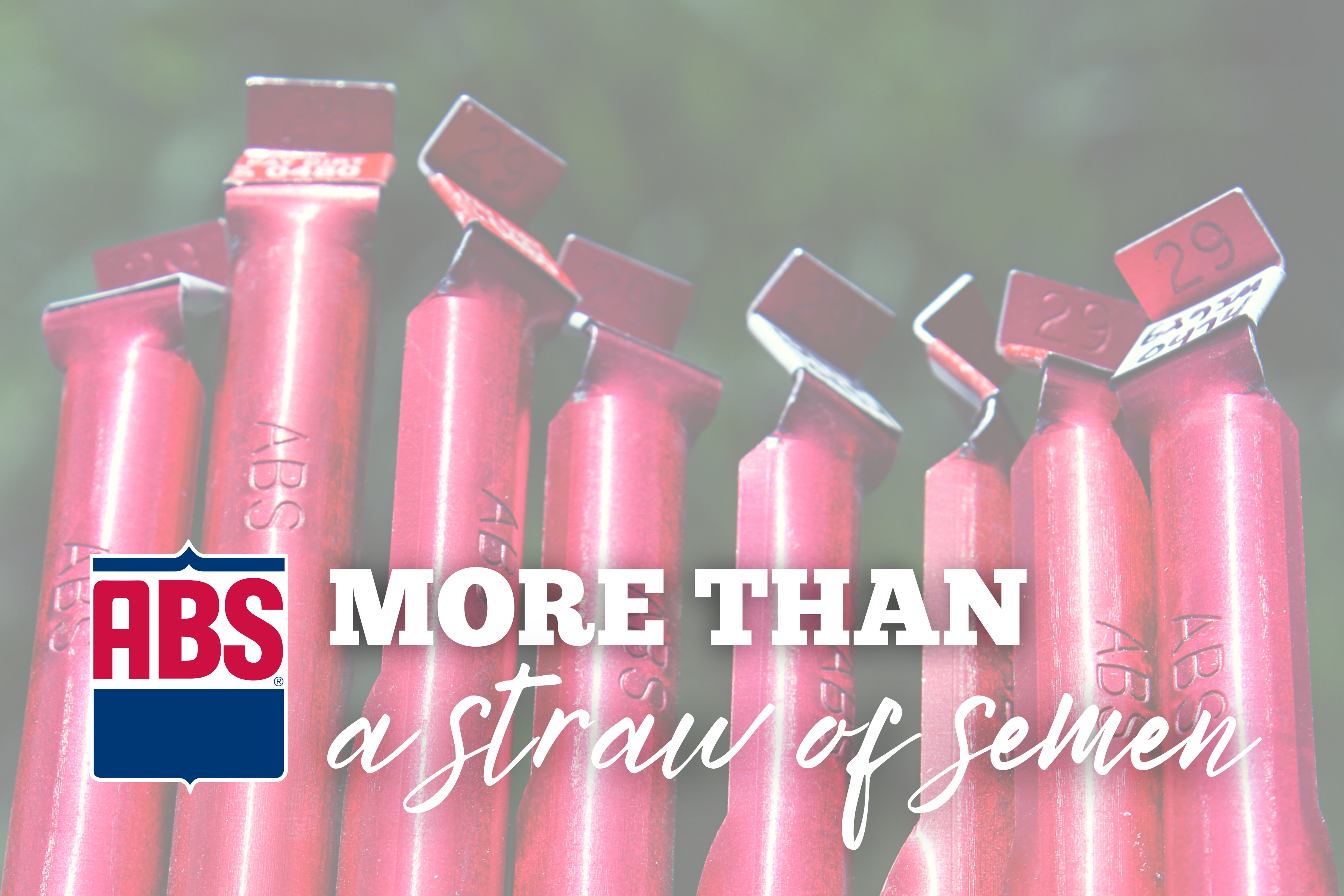 More Than A Straw of Semen - ABS Global US