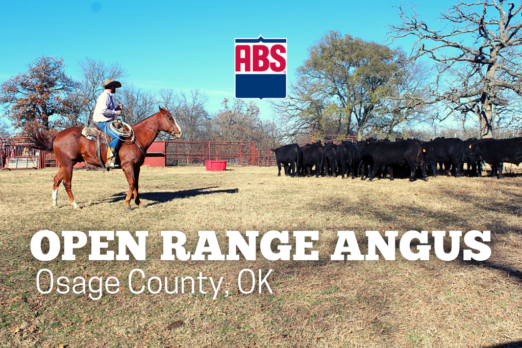 OPEN RANGE ANGUS - ABS Global USA