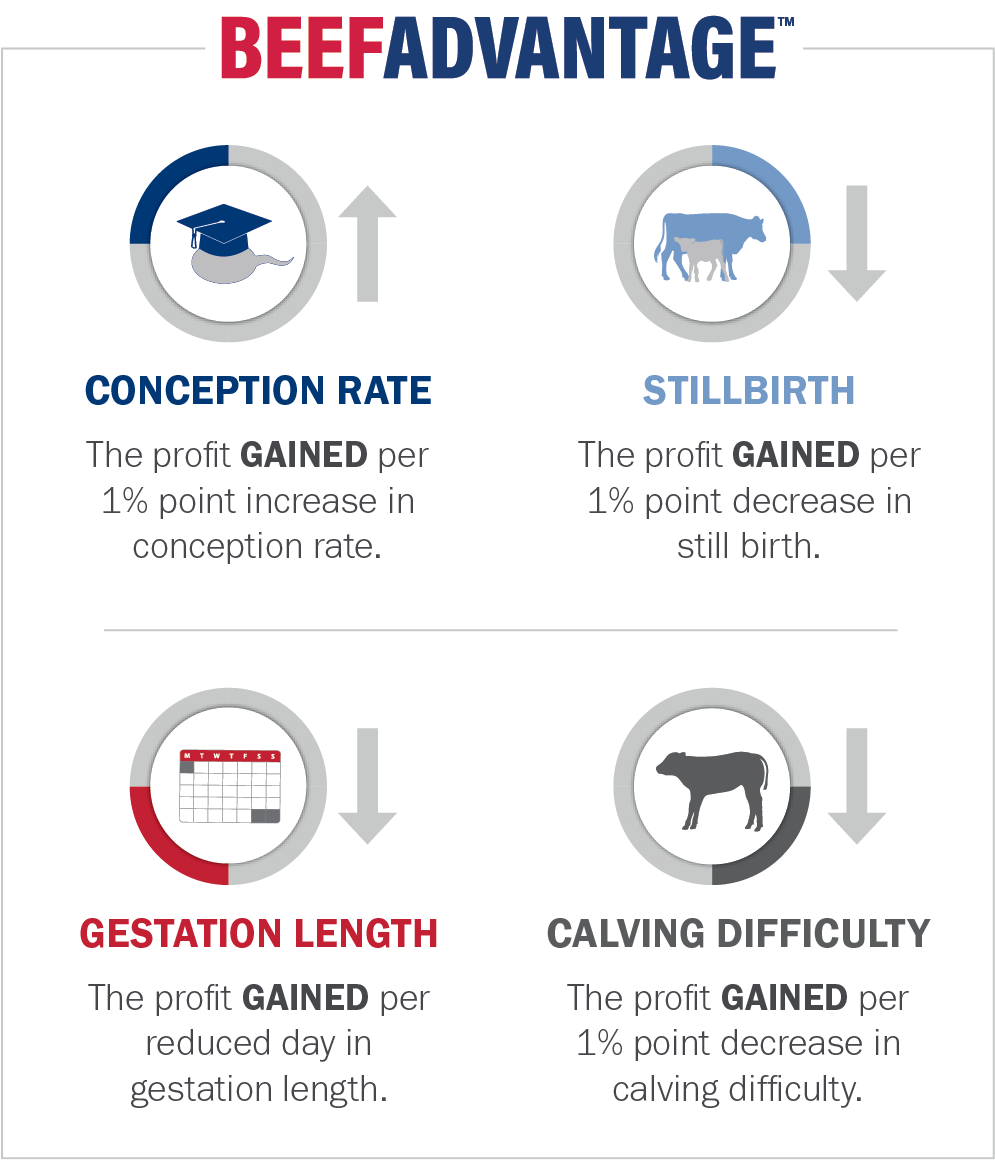 Selecting Beef Sires for Dairy Profitability ABS Global US