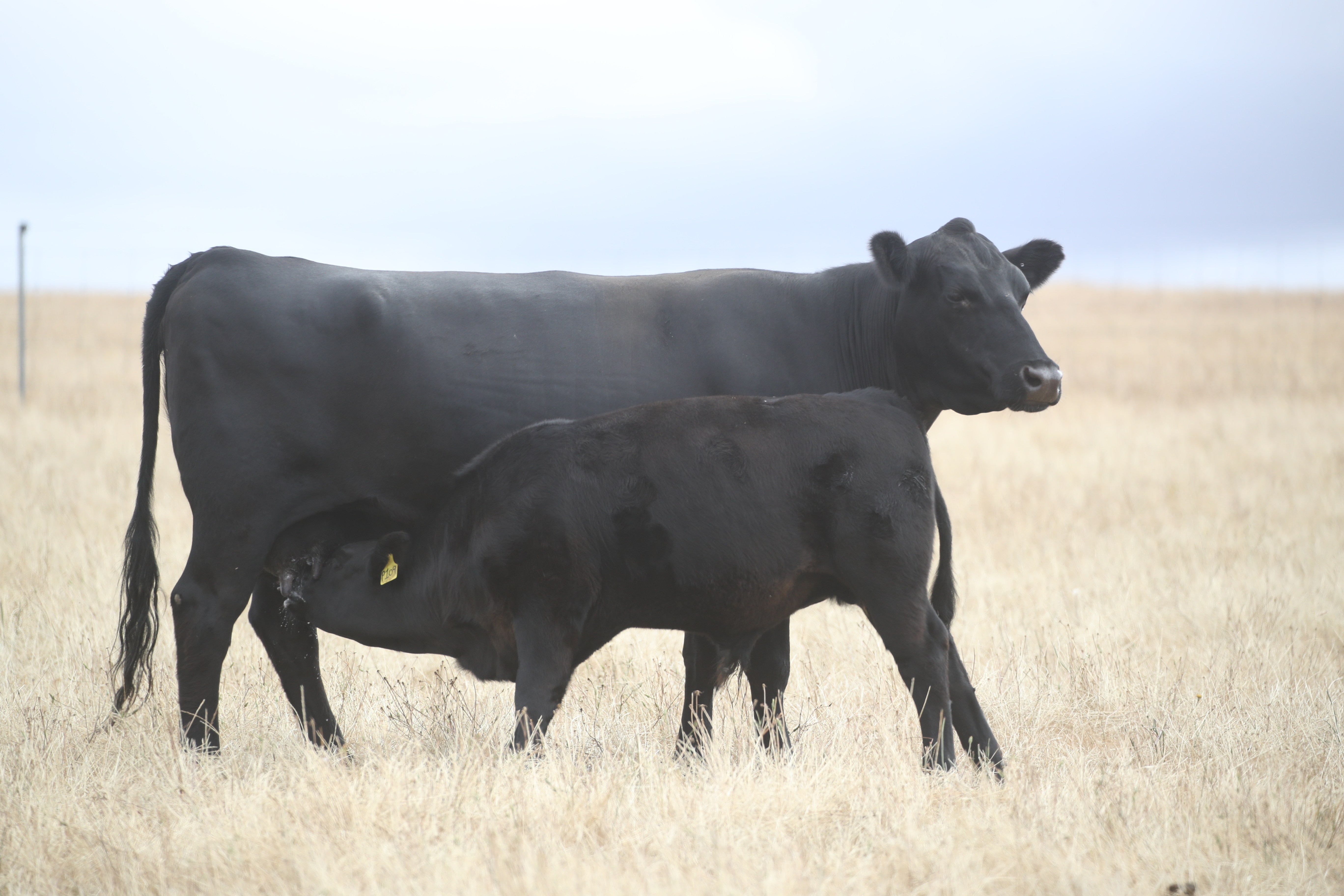 Get the Most Out of Your Genetic Investment - ABS Global US