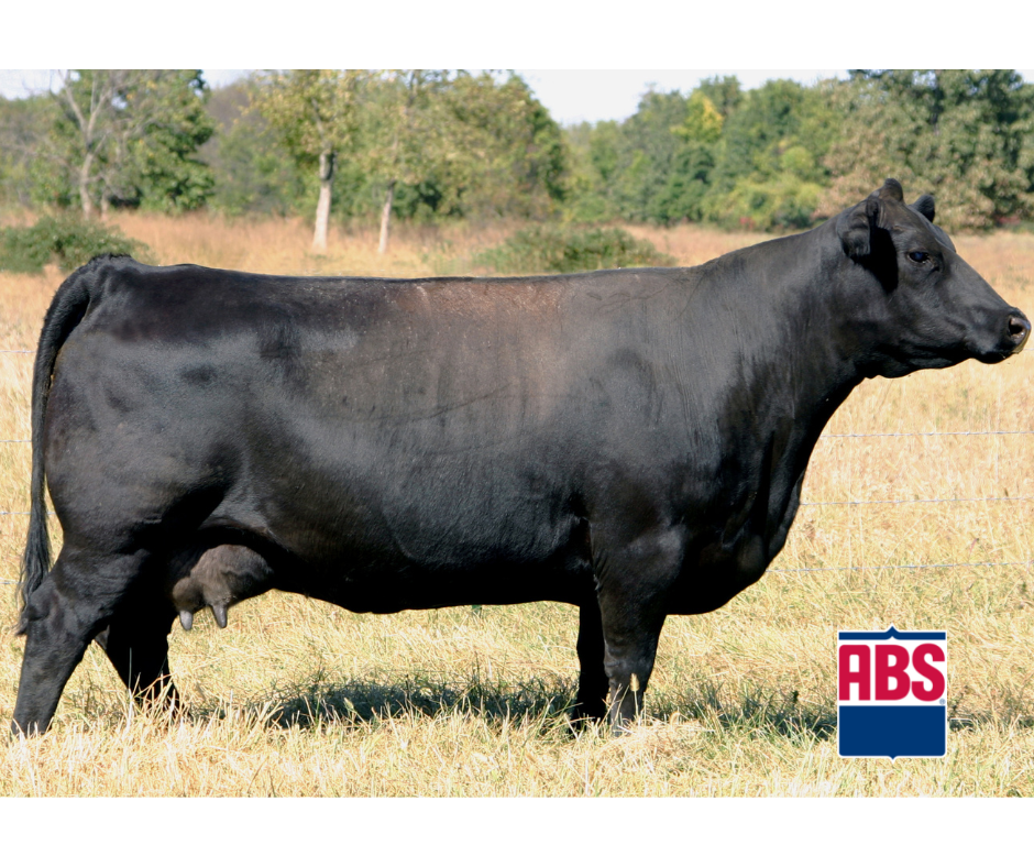 Beef Genetics Make Jersey Bull Calves 10-times as Profitable