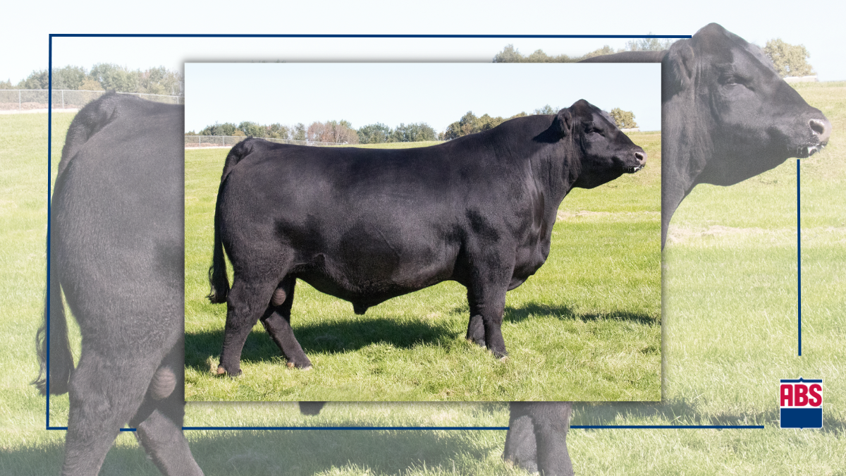 Top 5 Angus Bulls ABS Global USA