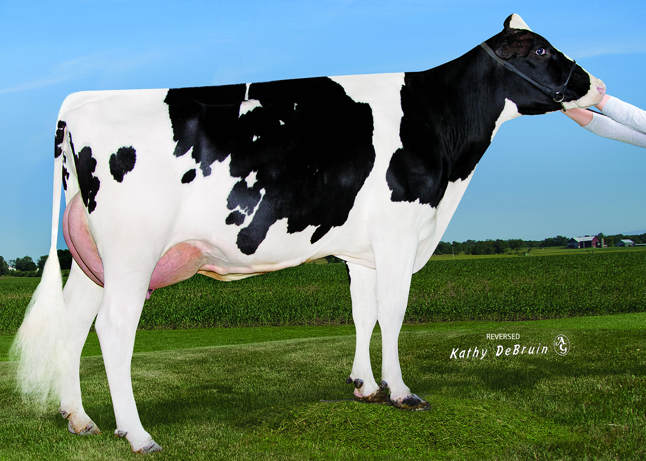 Holstein Bull