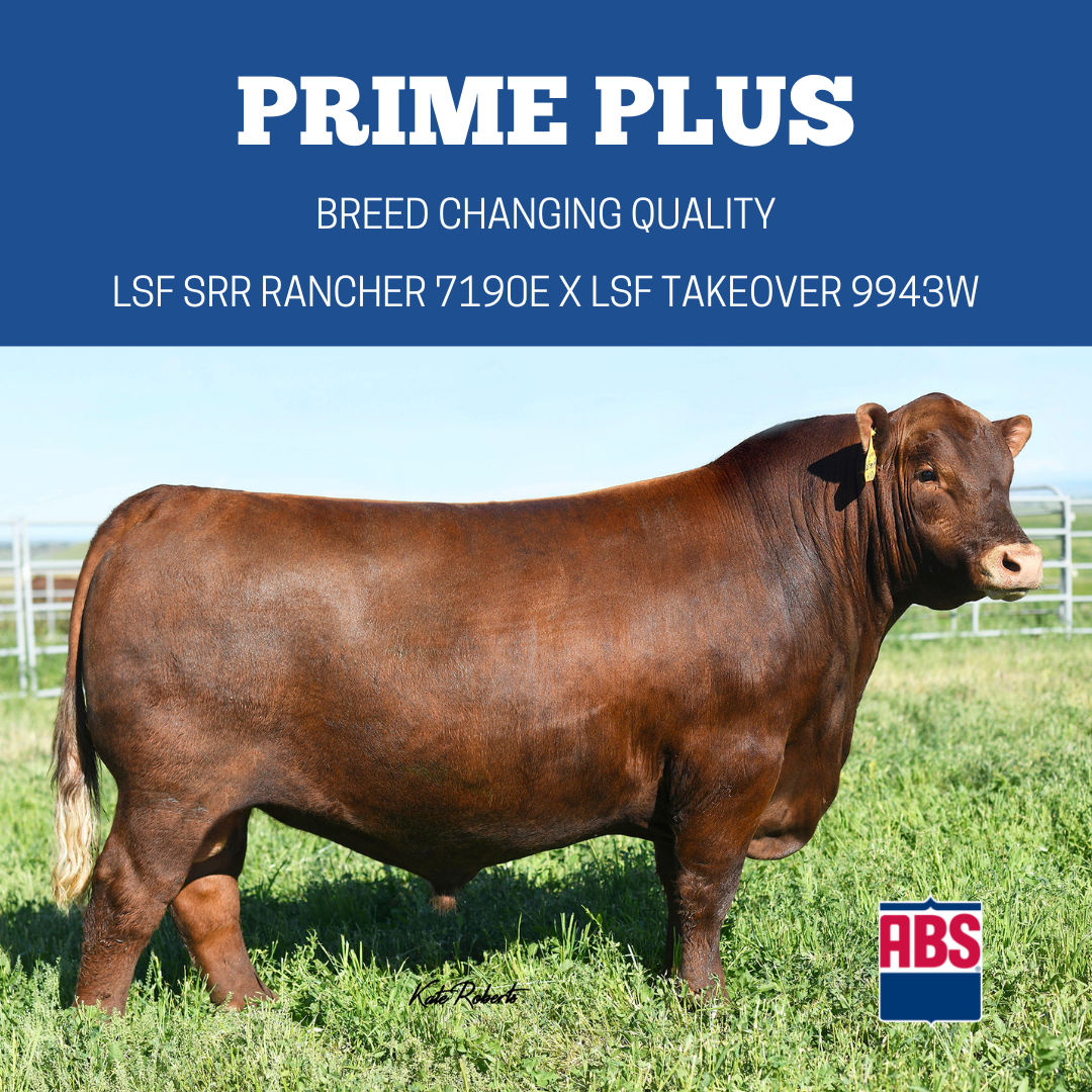 Top Angus Bulls 2025 Leia Robbie