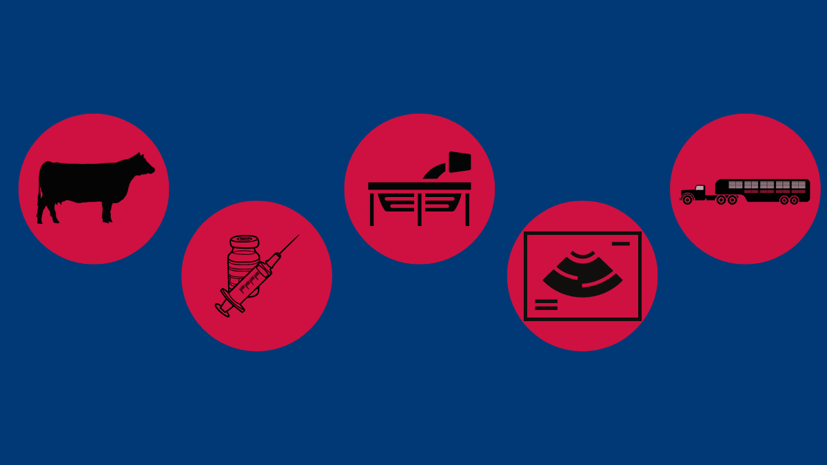 Five Factors to Manage for a Successful Reproduction Program ABS