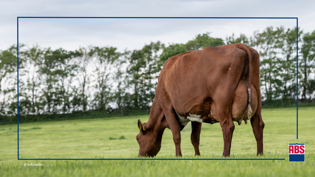 Three Benefits of a Dairy Crossbreeding Program ABS Global US