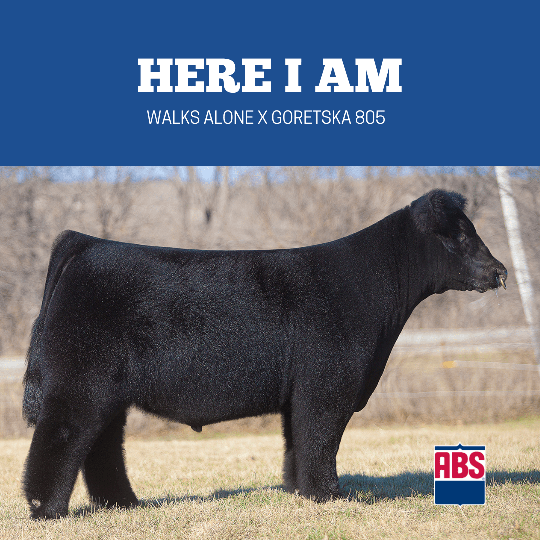 Five of the Best Club Calf Sires in the Business ABS Global US