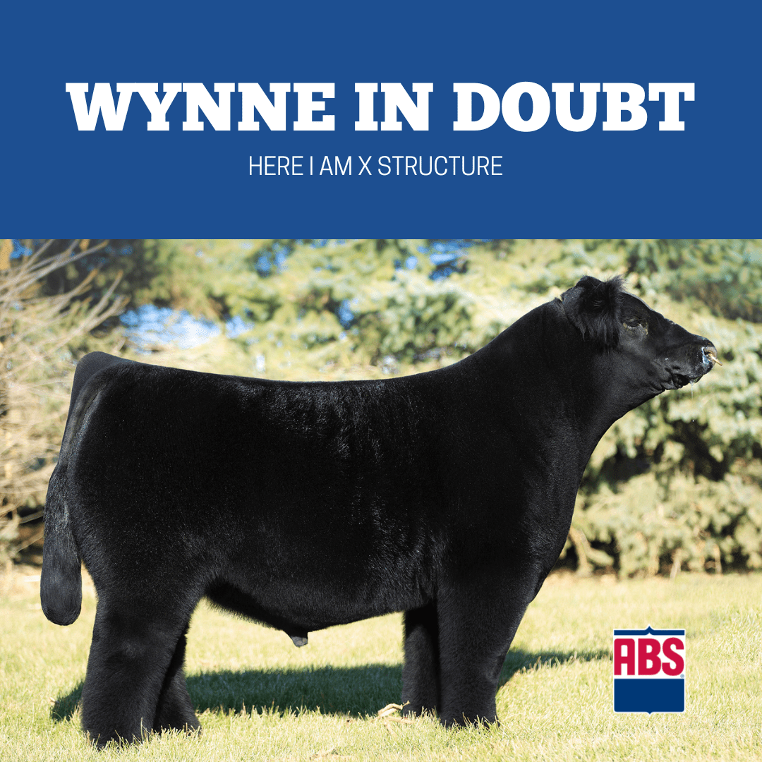 Five of the Best Club Calf Sires in the Business ABS Global US