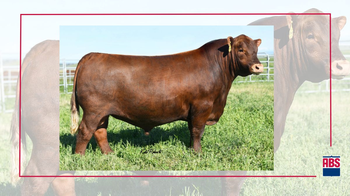Five Red Angus Bulls You Should Know ABS Global US