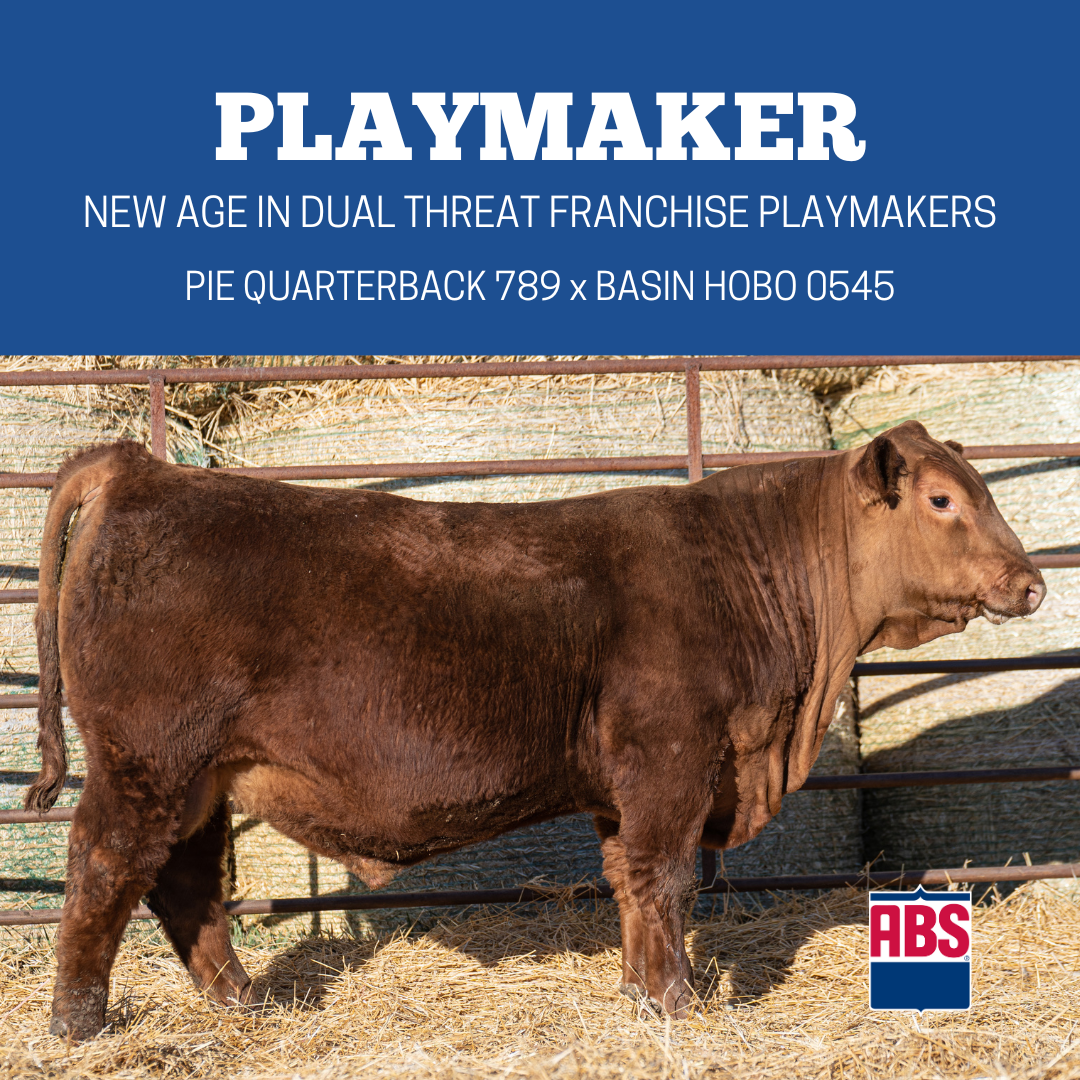 Five Red Angus Bulls You Should Know ABS Global US