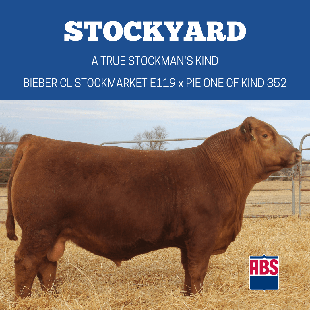 Five Red Angus Bulls You Should Know ABS Global US