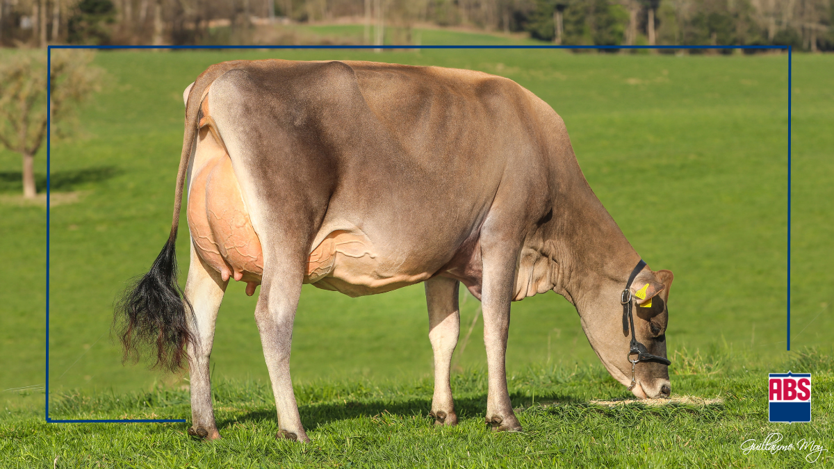 Crossbreeding with Jersey ABS Global US
