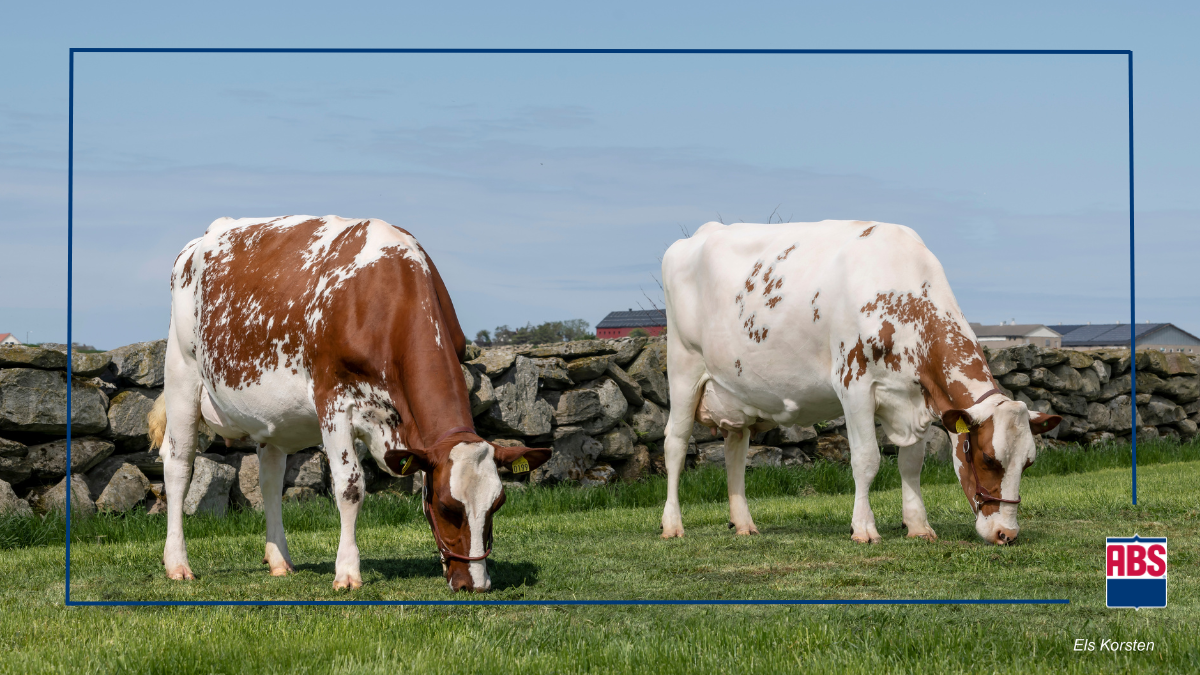 FAQs for Dairy Crossbreeding ABS Global US