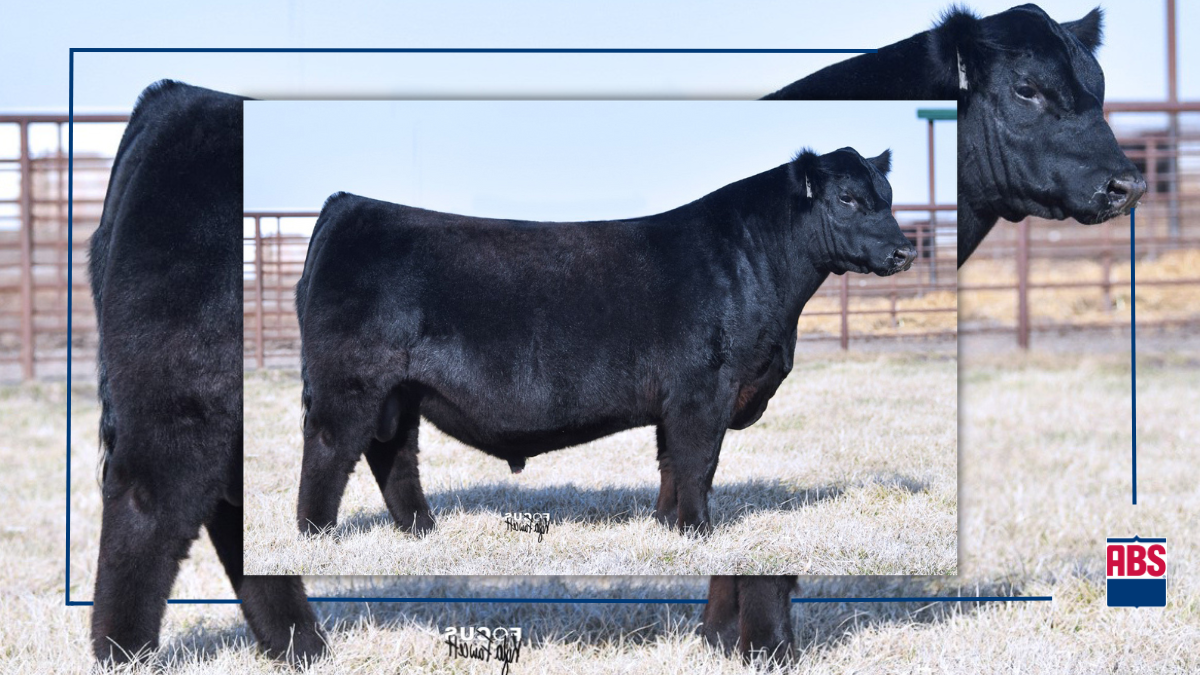 Four Angus Sires to Get You to the Backdrop ABS Global US
