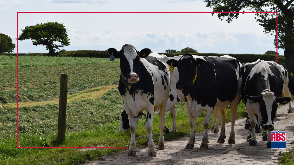 Three Factors to Consider in Twoway Crossbreeding ABS Global USA
