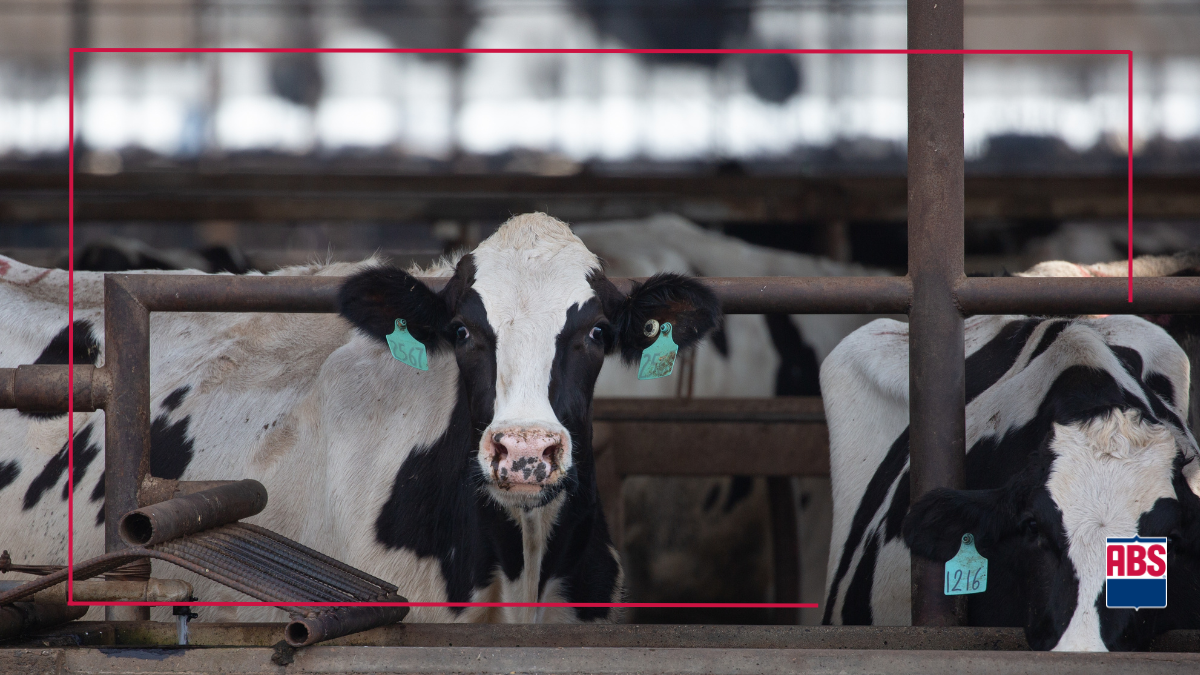 Crossbreeding with Holstein ABS Global US