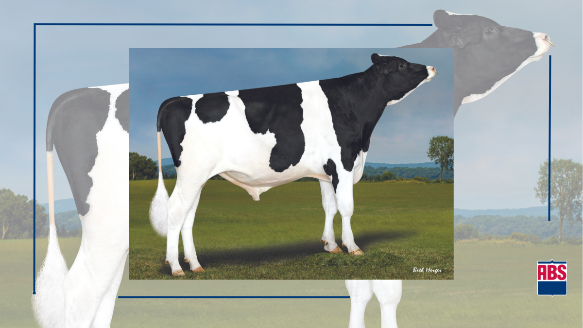 ABS Positioned Strongly for Polled, Jersey, St. Jacobs, and Norwegian