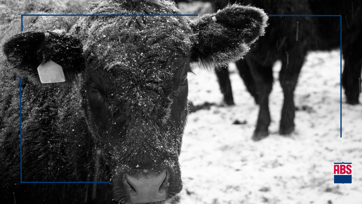 The 12 ABS Sires of Christmas ABS Global US