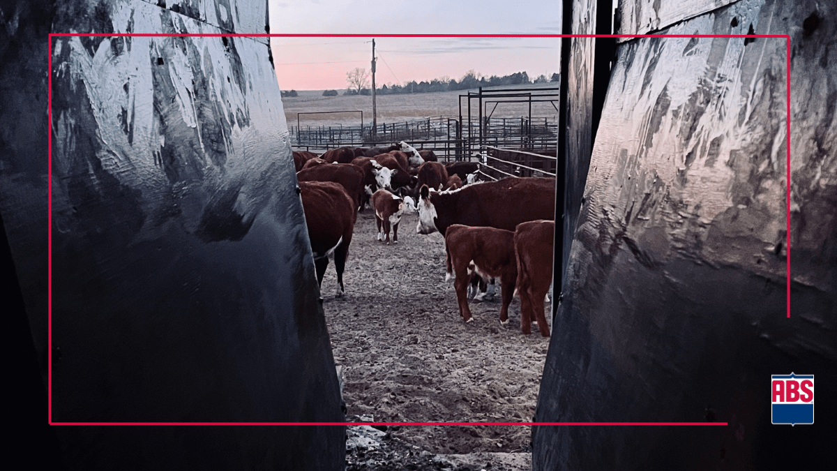 FAQs About Beef Estrus Synchronization ABS Global US