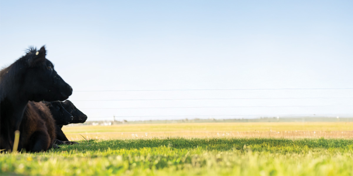 Spring into Success with Our 2025 Beef Spring Special - ABS