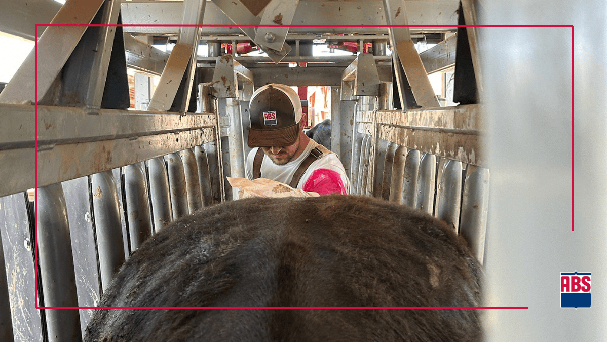 How to Start Using Artificial Insemination in Your Herd - ABS Global US