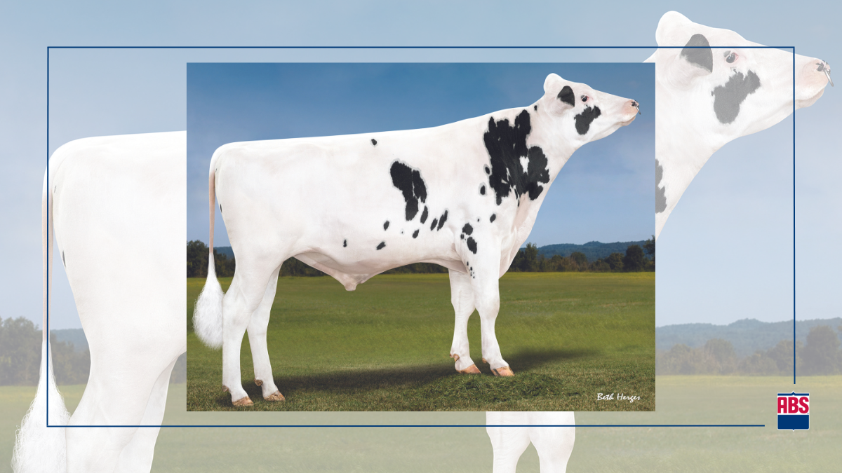 Rebhun’s Diseases of Dairy Cattle 51WcUokAnpL._UF1000,1000_QL80_.jpg
