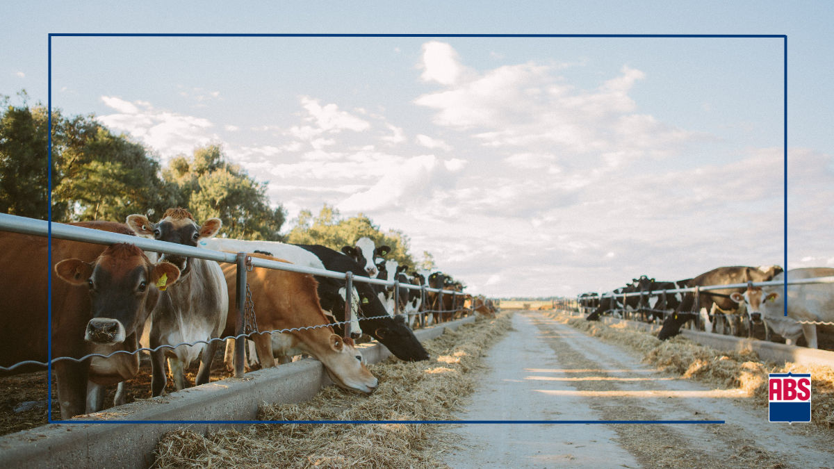 Dairy Crossbreeding Isn’t Simplified by Using F1 Sires - ABS Global US