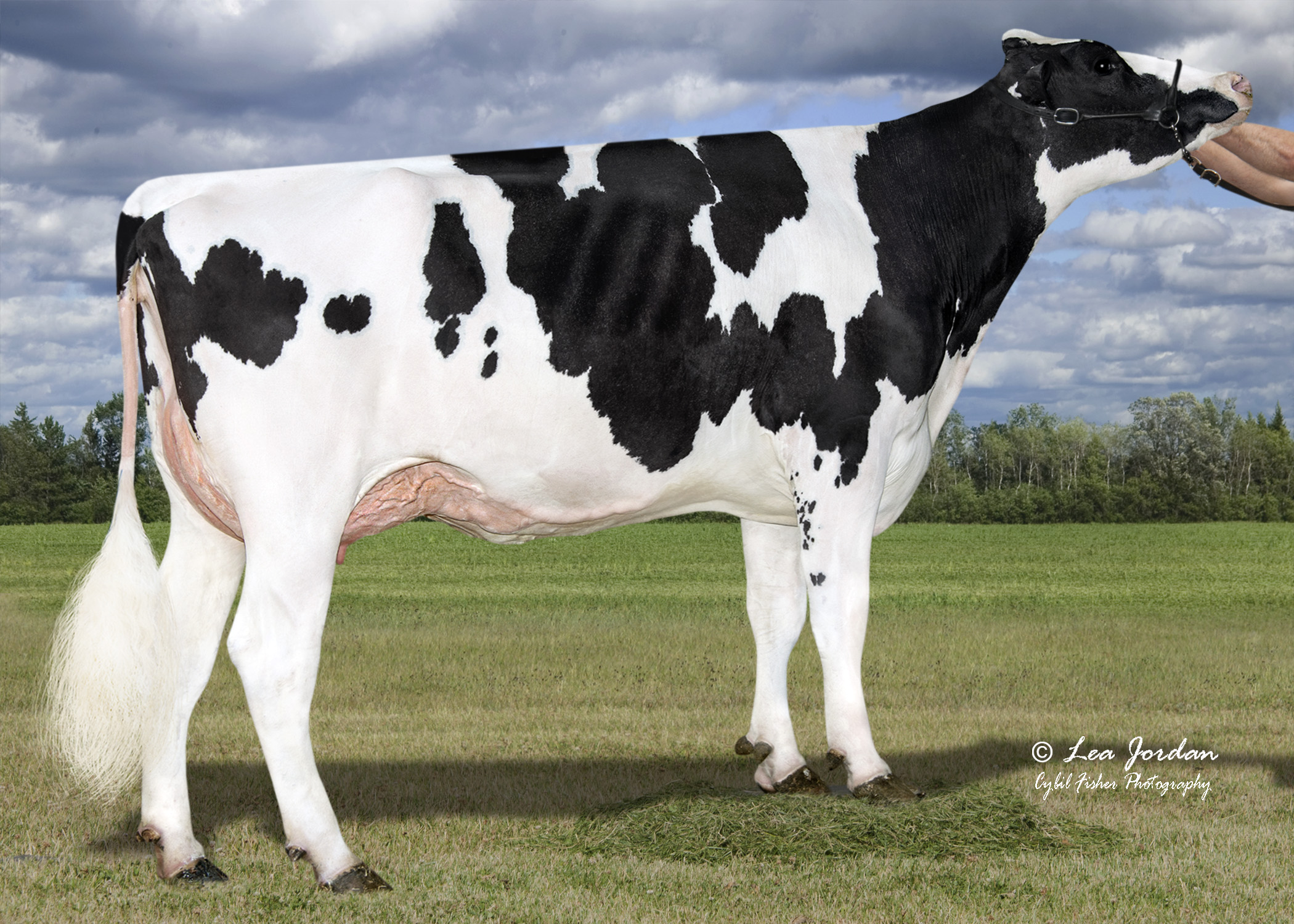 April 2026: 3 NEW Linear Choice Sires Released - ABS Global US