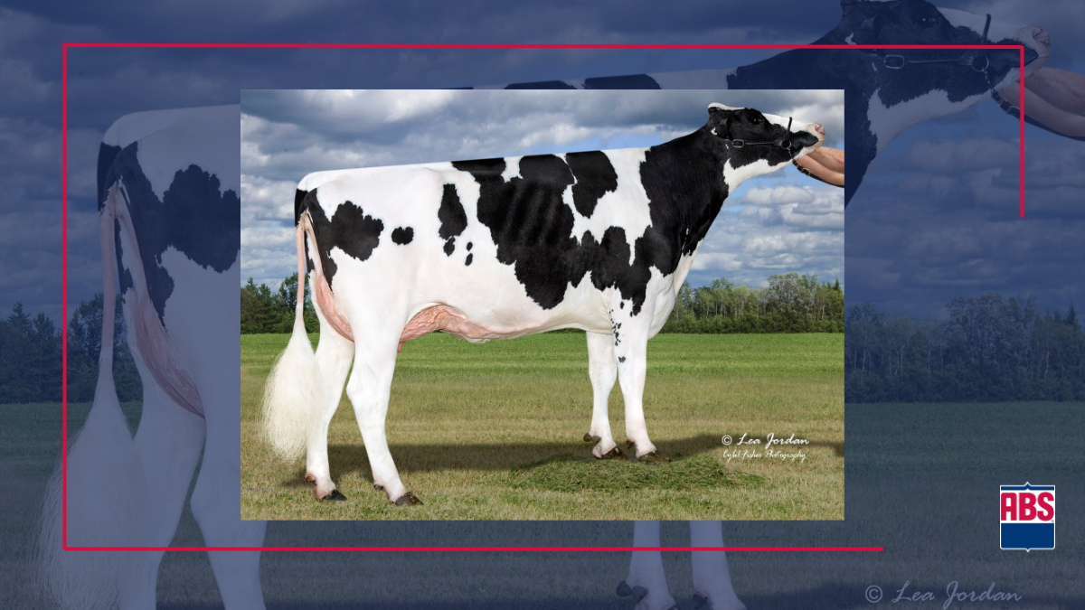 RESOLUTE lot711 w33×L30 April 2026: 3 NEW Linear Choice Sires Released - ABS Global US