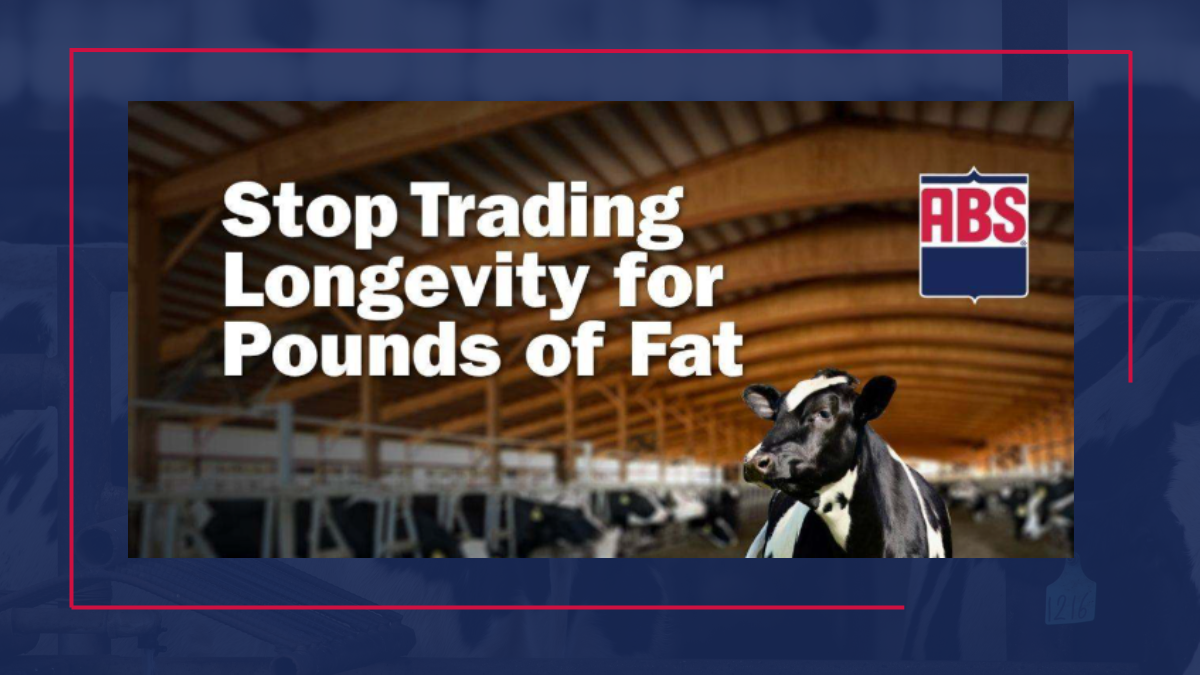 Stop trading longevity for yield: why herd lifespan is the real profit driver