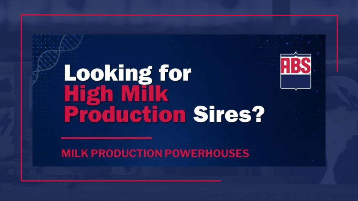 milk-production-powerhouses-abs-sires-for-maximum-milk-volume-abs