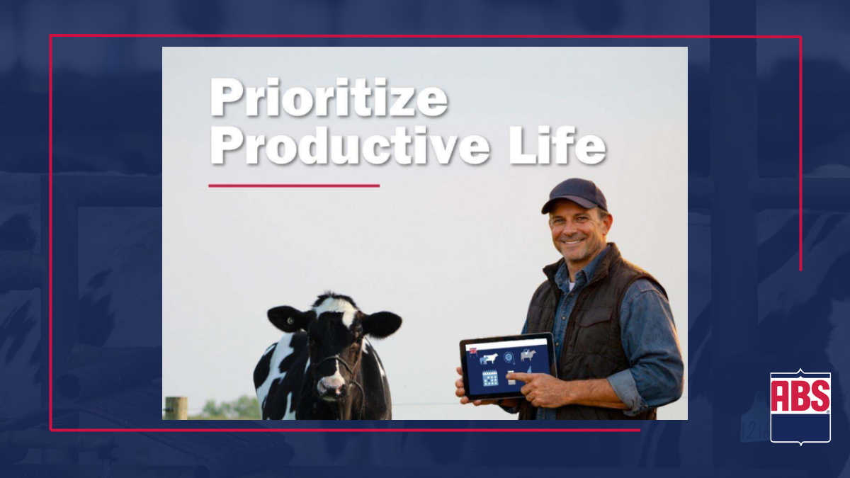 Why productive life should be a priority in your dairy genetic plan
