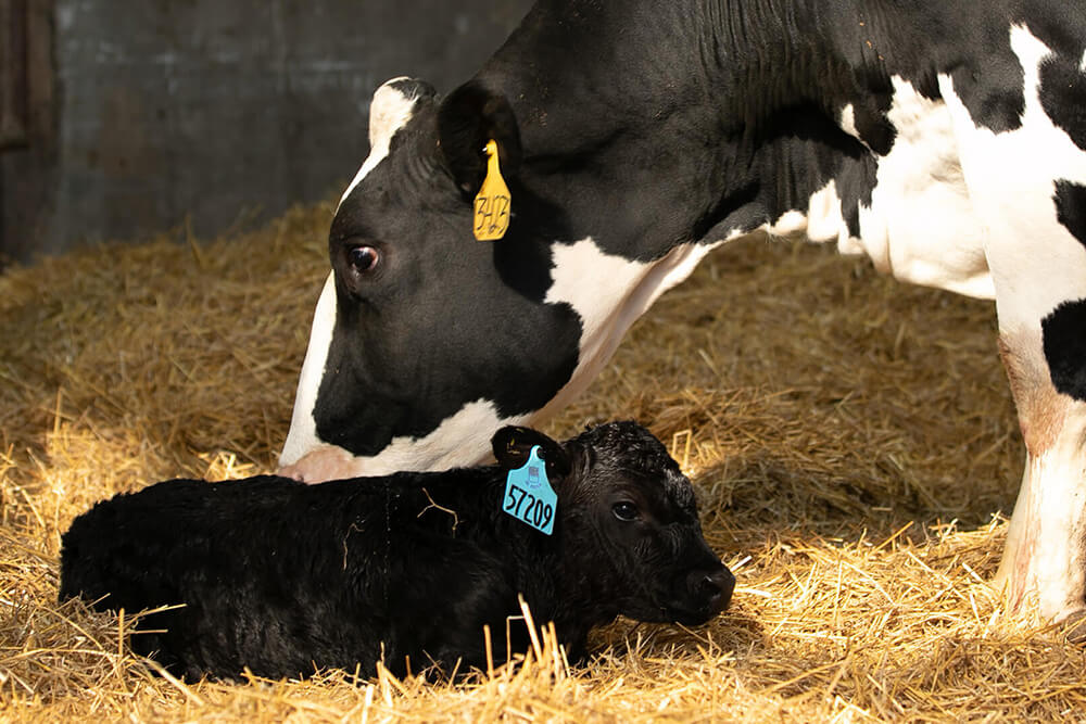 Genus ABS Bovine & Cattle Breeding Technologies ABS Global USA