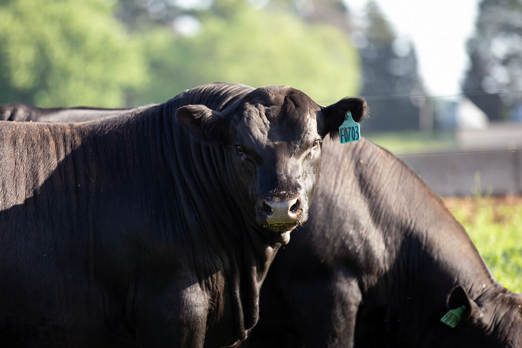 NuEra ABS Global USA