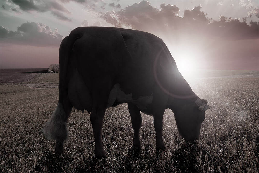 Genus ABS Bovine & Cattle Breeding Technologies ABS Global USA