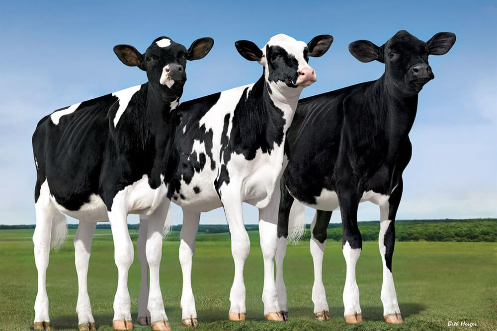Genus ABS Bovine & Cattle Breeding Technologies ABS Global USA