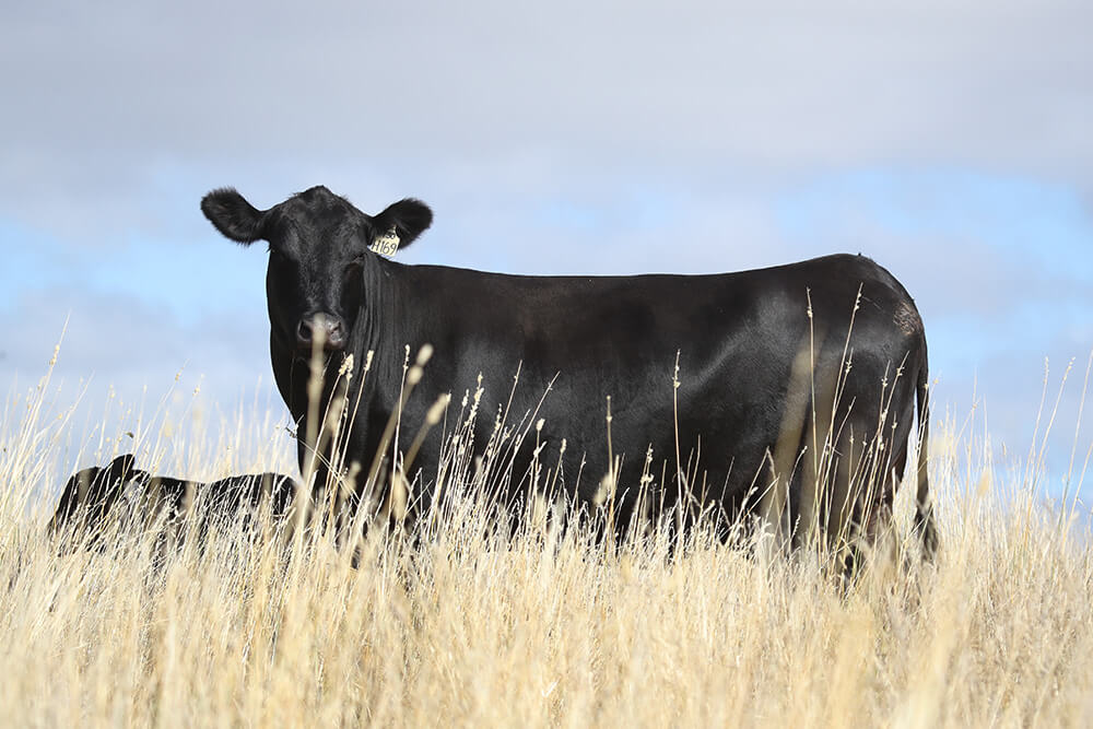 Genus ABS Bovine & Cattle Breeding Technologies ABS Global USA